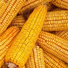Reid'S Yellow Yellow Dent Field Corn Heirloom Corn Zea Mays Corn Seeds Easy to Grow