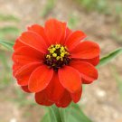 Zinnia Peruviana Peruvian Zinnia Flower Seeds Elegant Appearance Easy to Grow