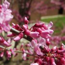 Cercis Canadensis Eastern Red Bud Southern Redbud Zones 6 9 Tree Seeds Easy to Grow