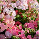 Phlox Drummondii Annual Phlox Pastel Shades Mix Flower Seeds Showy Fragrant Easy to Grow