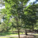 Dalbergia Hupeana Hardy Rosewood Tree Seeds Elegant Flowers Valued Timber Easy to Grow