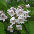 Paulownia Catalpifolia Catalpa Paulownia Tree Seeds Showy Fragrant Flowers Easy to Grow