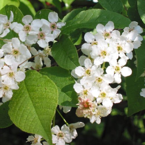 Prunus Padus European Bird Cherry Tree Seeds Showy Fragrant Flowers  Easy to Grow