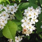 Prunus Padus European Bird Cherry Tree Seeds Showy Fragrant Flowers  Easy to Grow