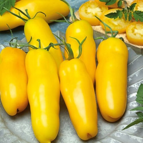 Banana Legs Tomato Roma Paste Tomato Lycopersicon Esculentum Tomato Seeds Easy to Grow