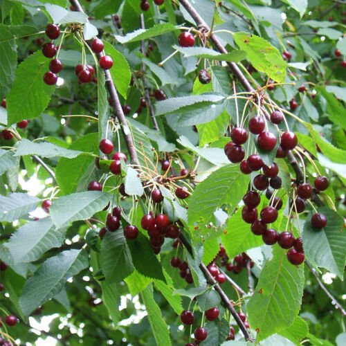 Prunus Avium 'Cvi' Sweet Cherry Fruit Seeds High Yielding Beautiful Blossoms Easy to Grow
