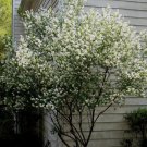 Exochorda Racemosa Common Pearlbush Shrub Seeds Stunning Spring Blooms Easy to Grow