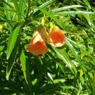 Thevetia Nereifolia Yellow Oleander Thevetia Peruviana Tree Seeds Distinctive Easy to Grow