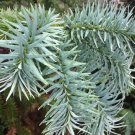 Cuninghamia Lanceolata Chinese Fir Tree Seeds Tall And Majestic Easy to Grow