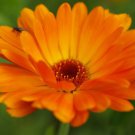 Calendula Offinalis Ball'S Orange Flower Seeds Distinctive Appearance Easy to Grow