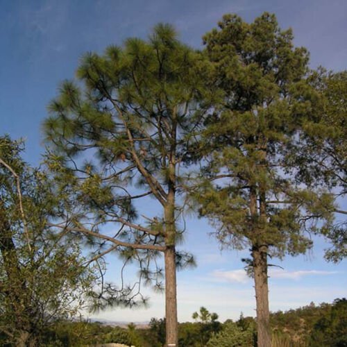 Pinus Arizonica Arizona Pine Tree Seeds Attractive Landscape Tree Easy to Grow
