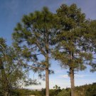 Pinus Arizonica Arizona Pine Tree Seeds Attractive Landscape Tree Easy to Grow