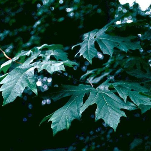 Acer Macrophyllum Dw Bigleaf Maple Tree Seeds Impressive Size Huge Leaves Easy to Grow