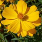 Cosmos Sulphureus 'Crest Gold' Sulphur Cosmos Tall Gold Flower Seeds Showy Easy to Grow