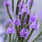 Verbena Hastata Blue Vervain Flower Seeds Distinctive Appearance Easy to Grow