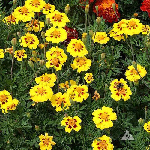 Tagetes Patula French Marigold Single Dainty Marietta Flower Seeds Showy Easy to Grow