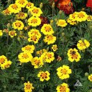Tagetes Patula French Marigold Single Dainty Marietta Flower Seeds Showy Easy to Grow Tagetes Patula French Marigold Single Dainty Marietta Flower Seeds Showy Easy to Grow