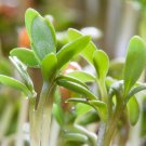 Cress Curled Peppercress Lepidium Sativum Herb Seeds  Easy to Grow