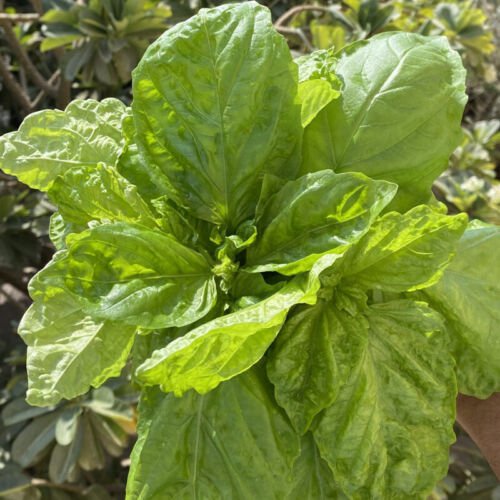 Basil Lettuce Leaf Ocimum Basilicum Herb Seeds  Easy to Grow