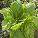 Basil Lettuce Leaf Ocimum Basilicum Herb Seeds  Easy to Grow
