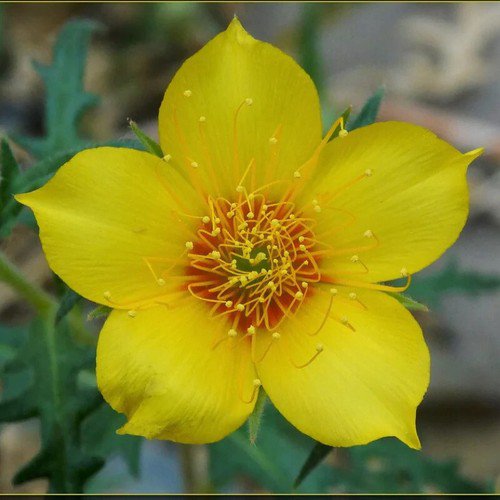 Mentzelia Lindleyi Blazing Star Flower Seeds Nectar Rich Blooms Easy to Grow
