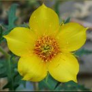 Mentzelia Lindleyi Blazing Star Flower Seeds Nectar Rich Blooms Easy to Grow