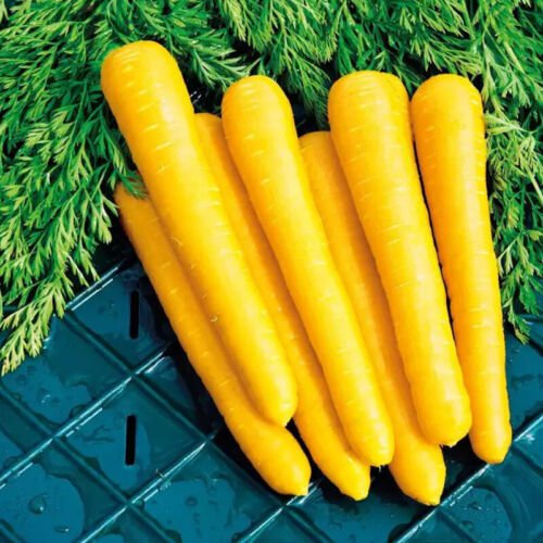 Solar Yellow Carrot Daucus Carota Vegetable Seeds Bright Yellow Color Easy to Grow