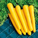 Solar Yellow Carrot Daucus Carota Vegetable Seeds Bright Yellow Color Easy to Grow