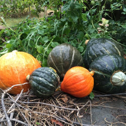 Hubbard Blend Squash Winter Cucurbita Maxima Vegetable Seeds High Yields Easy to Grow