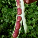 Dark Red Kidney Bush Bean Phaseolus Vulgaris Vegetable Seeds  Easy to Grow
