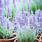 Lavender Italian Lavandula Angustifolia Herb Seeds Fragrant Blooms Easy to Grow