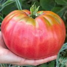 Giant Belgium Pink Tomato Lycopersicon Esculentum Tomato Seeds Easy to Grow
