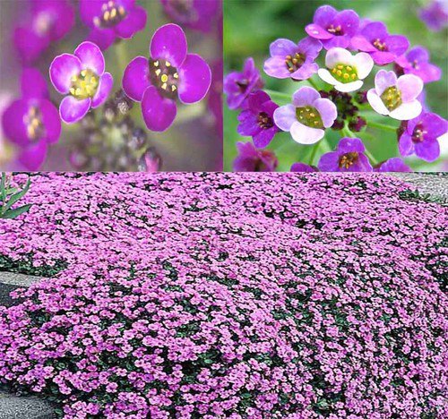 Lobularia Maritima Sweet Alyssum Dwarf Purple Royal Carpet Flower Seeds Easy to Grow