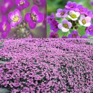 Lobularia Maritima Sweet Alyssum Dwarf Purple Royal Carpet Flower Seeds Easy to Grow