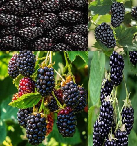 Blackberry Plants Plug Plants Collection 1 Caddo 1 Triple Crown 1 Cheyenne Easy to Grow