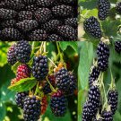 Blackberry Plants Plug Plants Collection 1 Caddo 1 Triple Crown 1 Cheyenne Easy to Grow