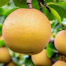 Pyrus Pyrifolia Asian Pear Fruit Seeds Sweet Crisp And Grainy Fruits Easy to Grow