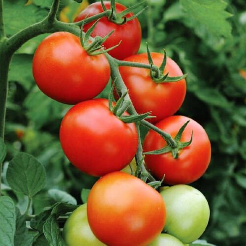 Floradade Tomato Standard Slicing Lycopersicon Esculentum Tomato Seeds Easy to Grow