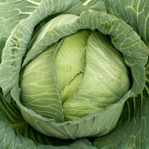 Late Flat Dutch Cabbage Brassica Oleracea Vegetable Seeds Large And Flat Easy to Grow