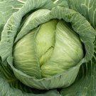 Late Flat Dutch Cabbage Brassica Oleracea Vegetable Seeds Large And Flat Easy to Grow