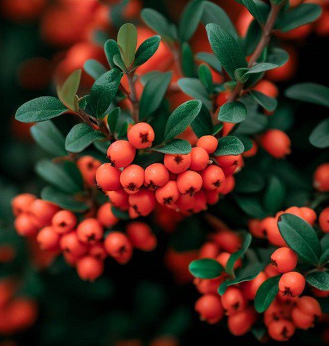 Cotoneaster Franchetii Orange Cotoneaster Shrub Seeds Pinkish White Flowers Easy to Grow