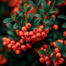 Cotoneaster Franchetii Orange Cotoneaster Shrub Seeds Pinkish White Flowers Easy to Grow