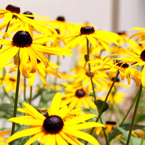 Rudbeckia Hirta Black Eyed Sn Flower Seeds Striking Appearance Easy to Grow