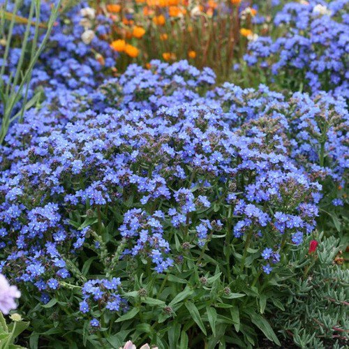 Anch Capensis Cape Forget Me Not Flower Seeds Vibrant Blue Flowers Easy to Grow