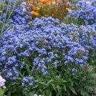 Anch Capensis Cape Forget Me Not Flower Seeds Vibrant Blue Flowers Easy to Grow