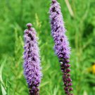 Liatris Pycnostachya Thickspike Gayfeather Flower Seeds Eye Catching Display Easy to Grow
