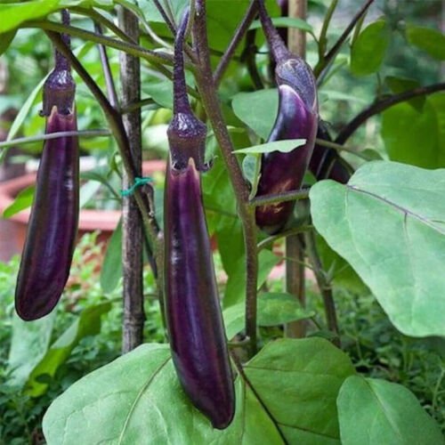Long Purple Eggplant Solanum Melongena Vegetable Seeds Mild And Versatile Easy to Grow