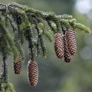 Picea Abies Boehmerwald European Spruce Tree Seeds Classic Christmas Tree Easy to Grow