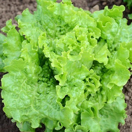 Green Ice Leaf Lettuce Lactuca Sativa Vegetable Seeds Crispy Texture Easy to Grow