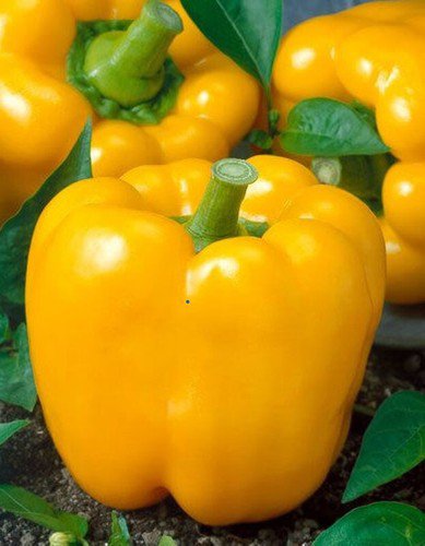 Golden Cal Wonder Pepper Sweet Capsicum Annuum Vegetable Seeds High Yields Easy to Grow